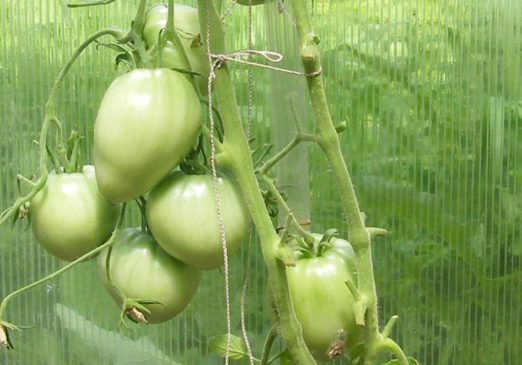 Закаливание рассады томатов